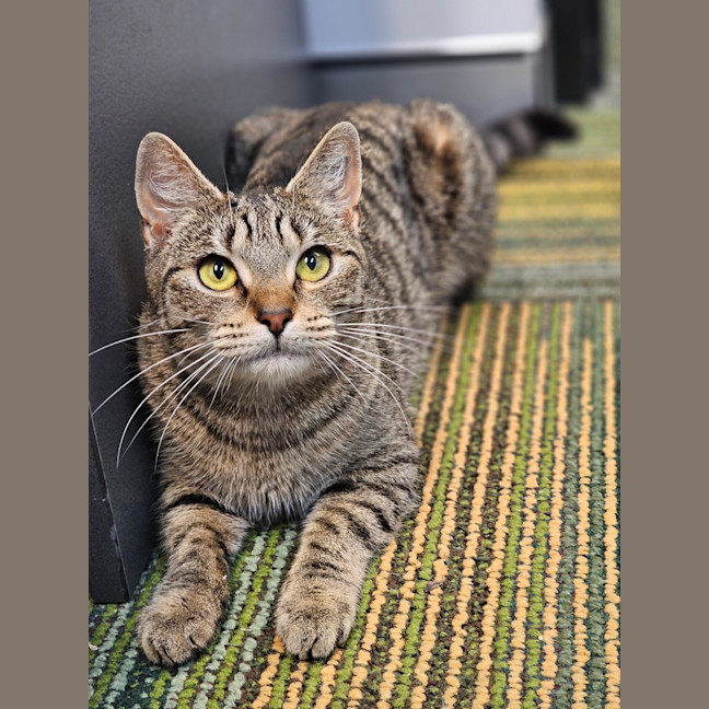 Photo of Luna
