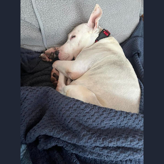 Photo of Ruby