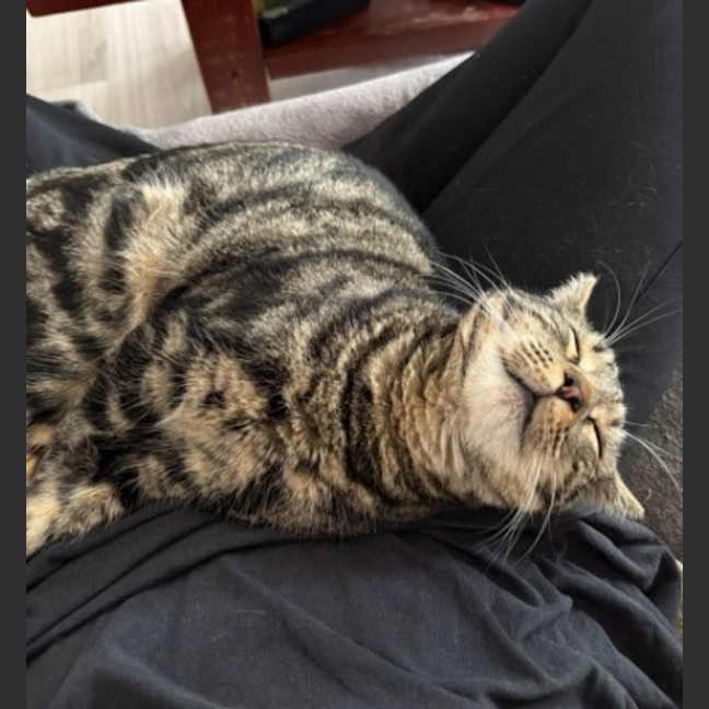 Photo of Prawn *Meet Me At Pet Stock Birkenhead Point*