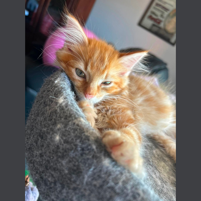 Photo of Theo
