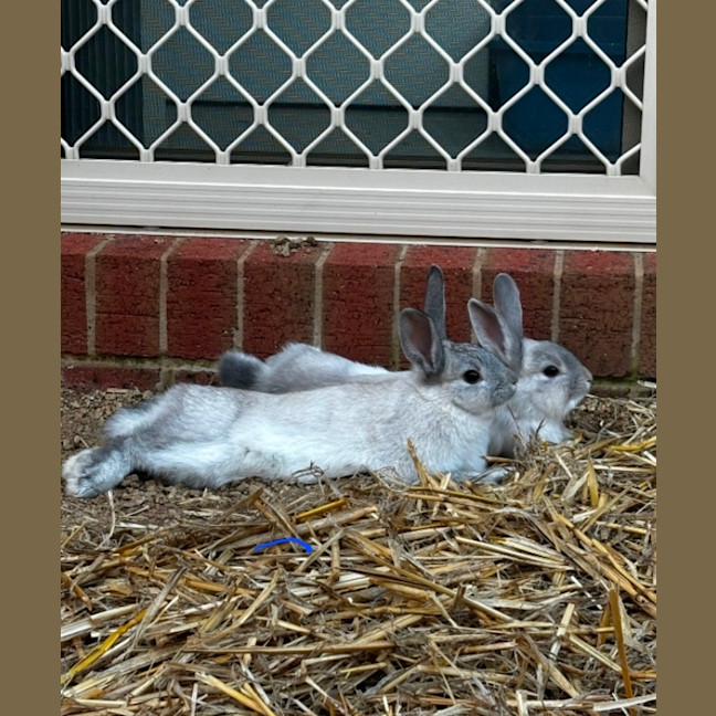 Photo of Jasmine And Josie