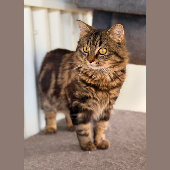 Photo of Ollie