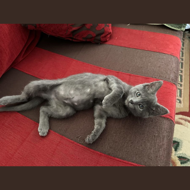 Photo of Cleo