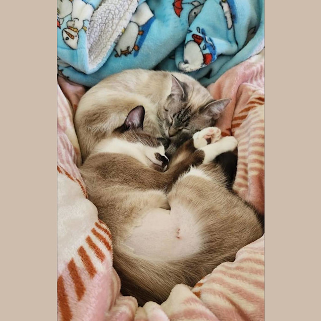 Photo of Millie & Nala (Can Be Seperated)