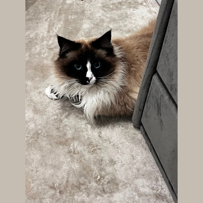Photo of Oliver