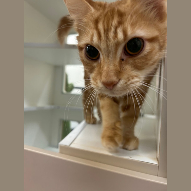 Photo of Ginger