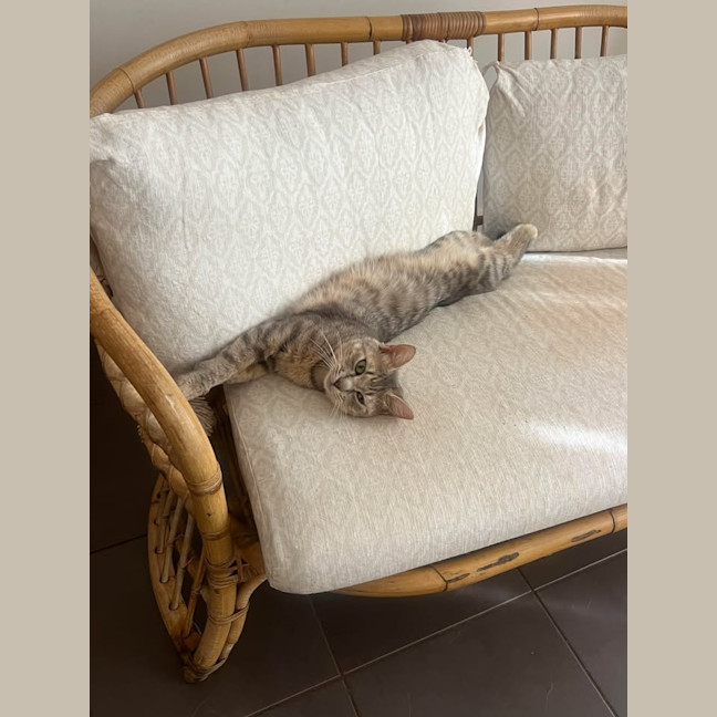 Photo of Nyitti