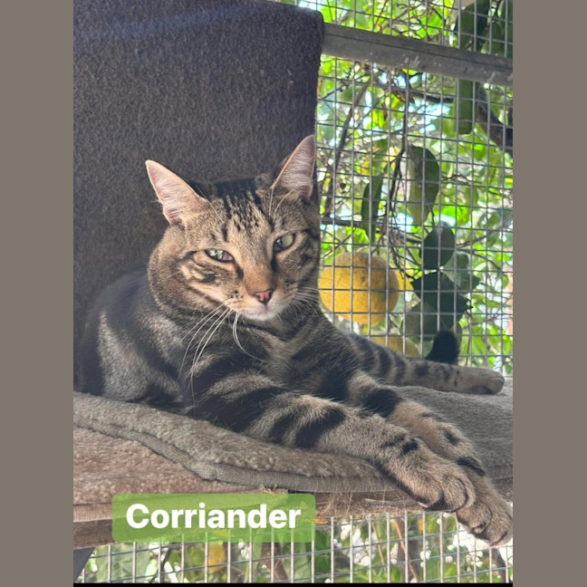 Photo of Corriander