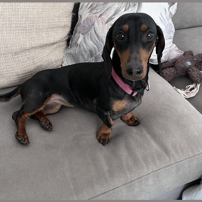 Photo of D1321 Violet