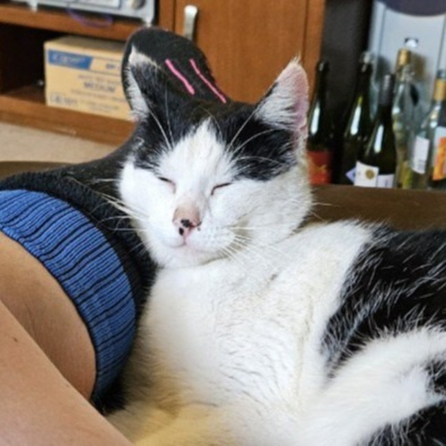 Photo of Purrdy