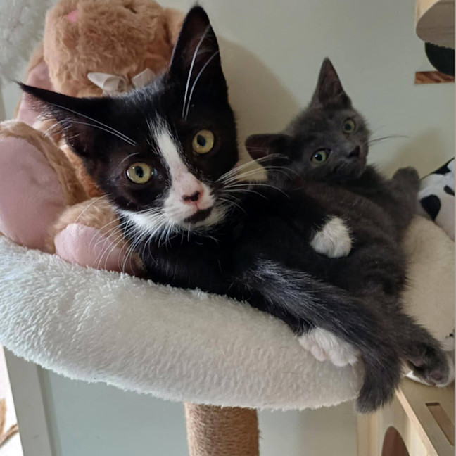 Photo of 😻 Max 😻