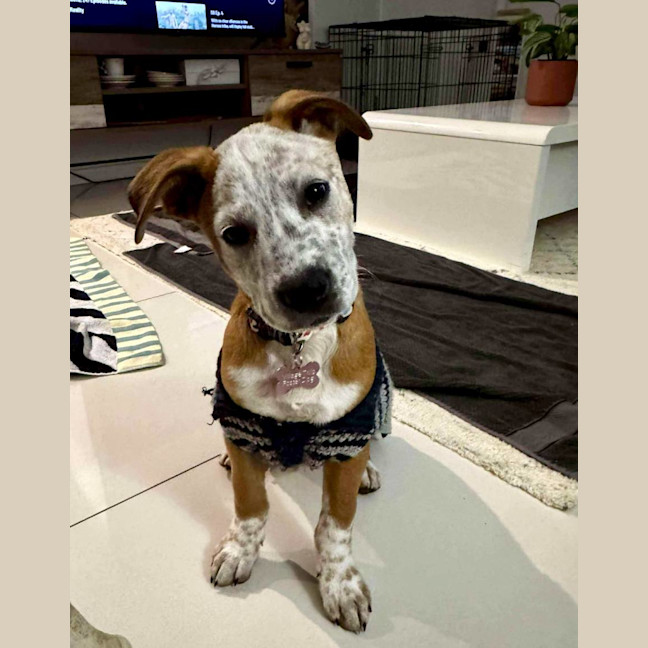 Photo of Buddy