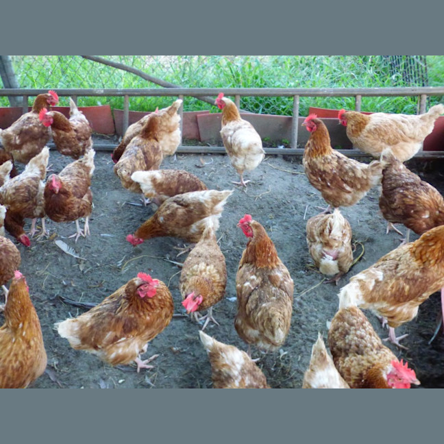 Photo of Chickens 12months Old Isa Browns