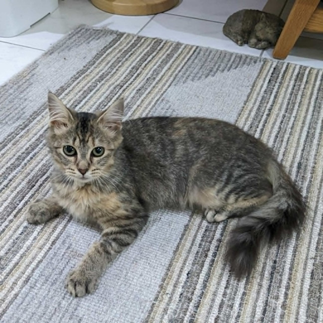 Photo of Tulip   In Foster Care In Coburg