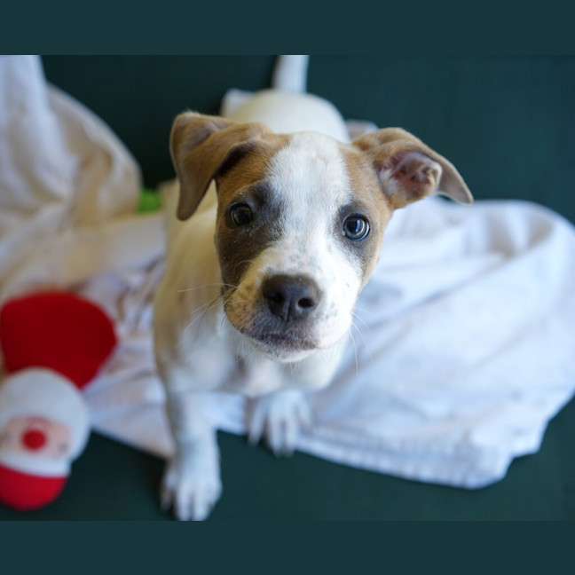 Photo of Annie