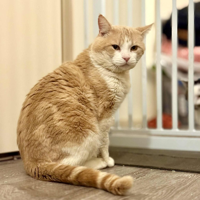 Photo of Trevor   In Foster In Flemington