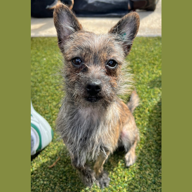 Photo of Gigi