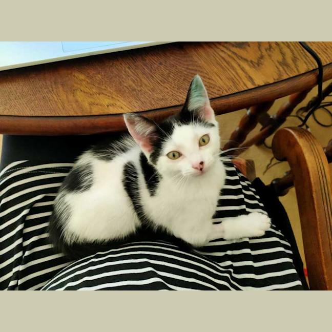 Photo of Shadow And Domino