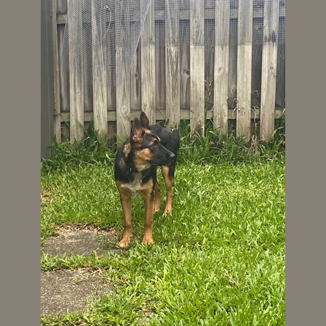 Photo of Lavender *$350 Adoption Fee*