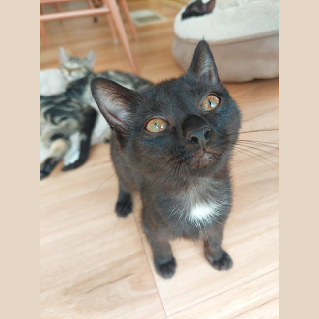 Photo of Oreo
