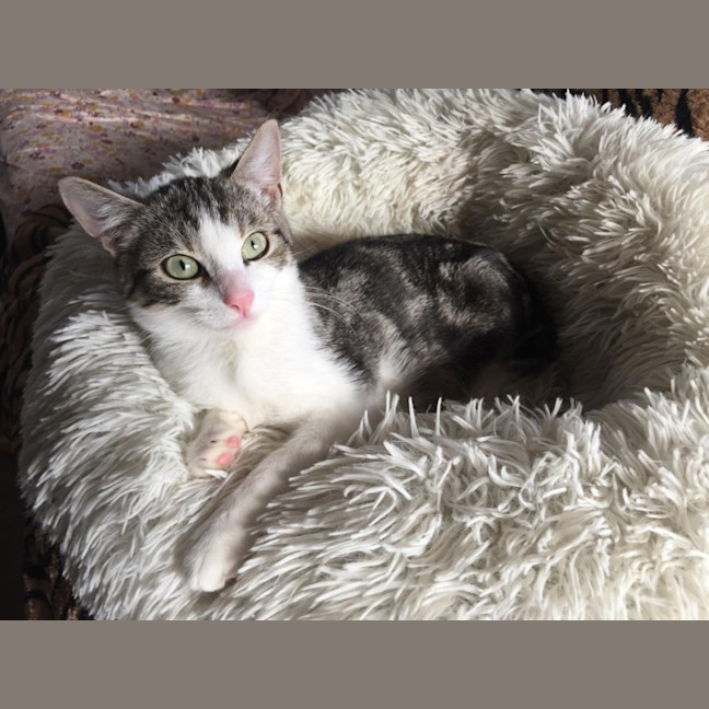 Photo of Mr Shmeagal