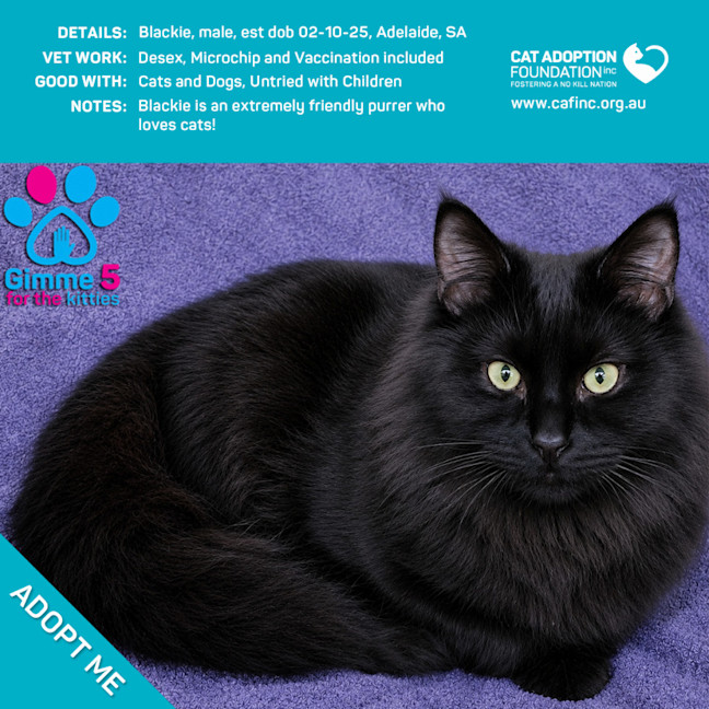 Photo of Blackie