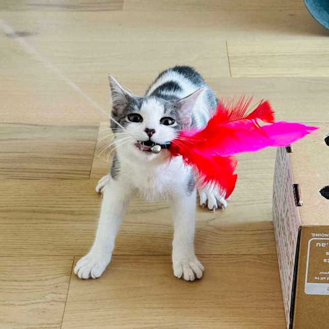 Photo of Rice   Located In Northcote