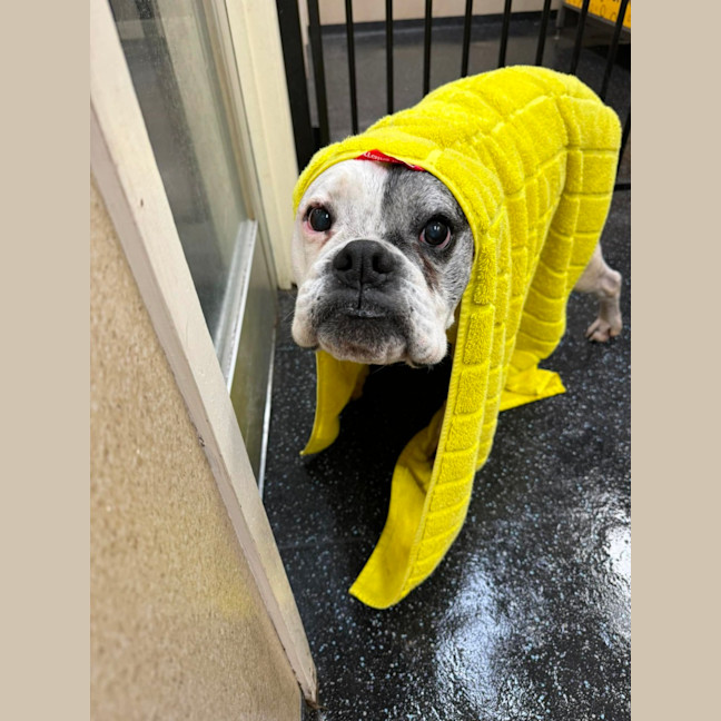 Photo of Leo And Harley