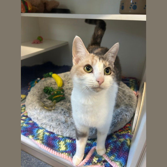 Photo of Kitty
