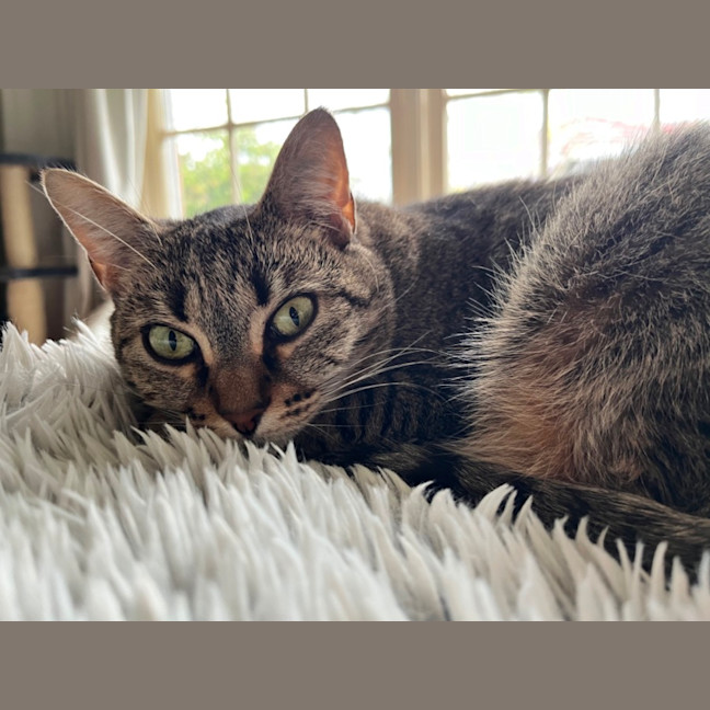 Photo of Stevie *9 Lives Project Rescue*