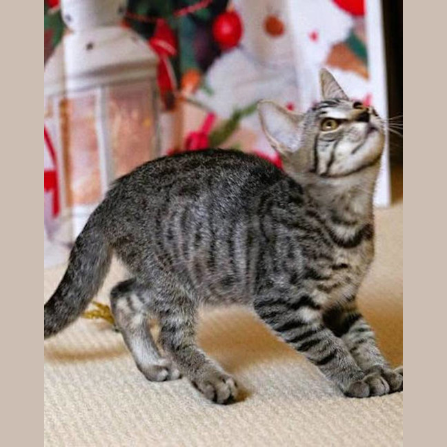 Photo of Scrooge