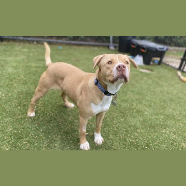 Photo of Honey