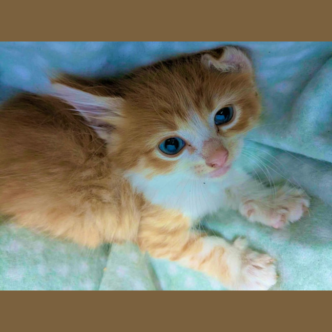 Photo of Cheeto