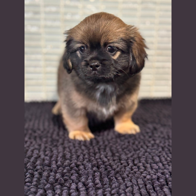 Photo of Maggie