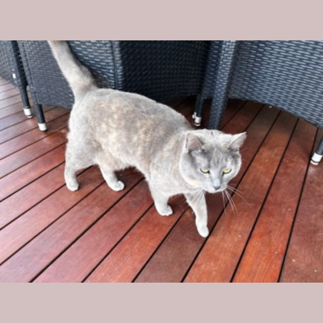 Photo of Mishka