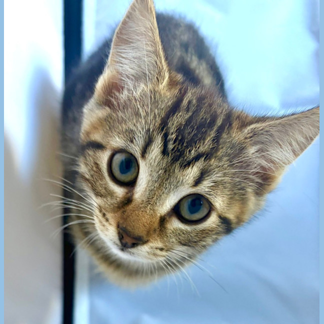 Photo of Marble