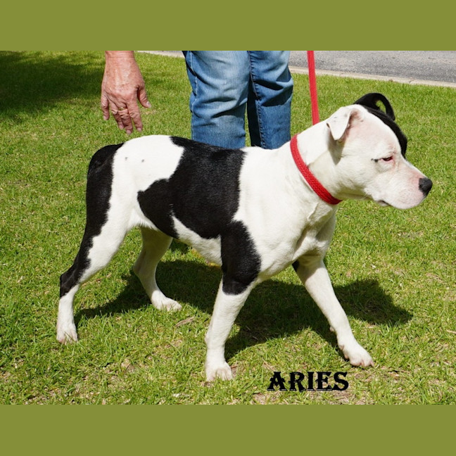 Photo of Aries