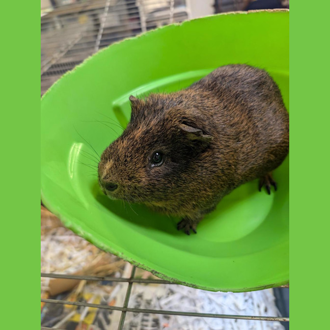 Photo of Porkie