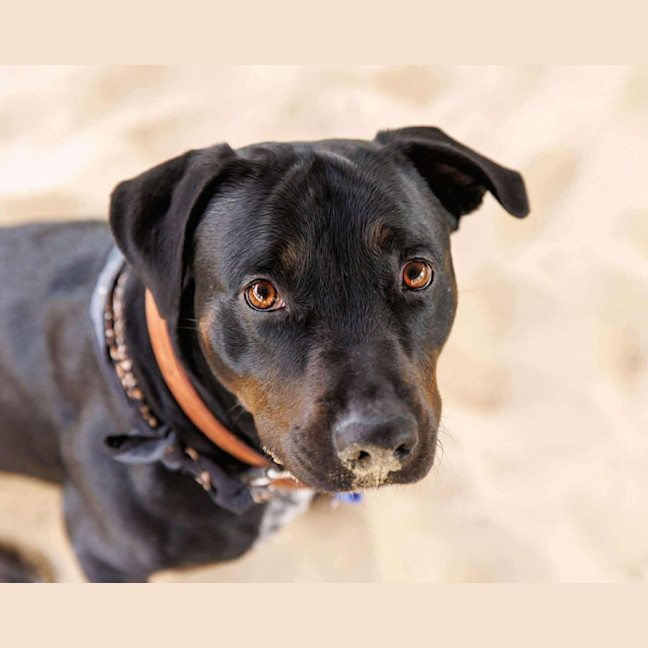 Photo of Macy   2 Year Old Rottweiler X