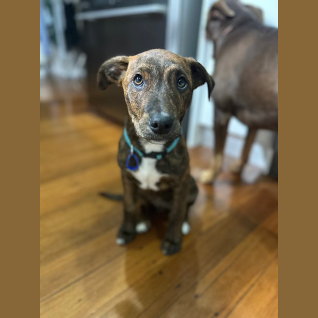 Photo of Buddy   4 Month Old Kelpie X Staffy