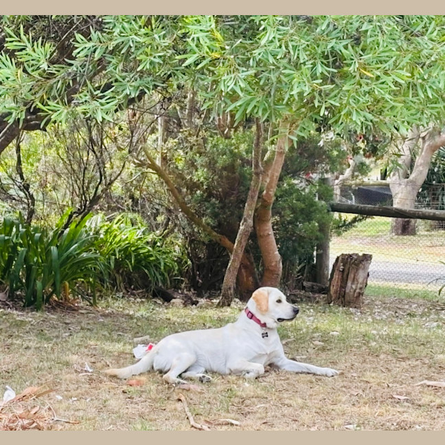 Photo of Rosie