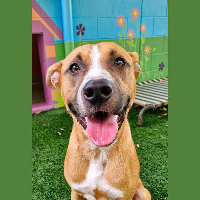 Photo of D1096 Diggy