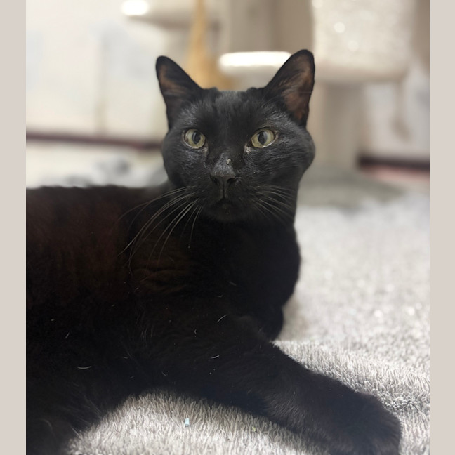 Photo of Watson