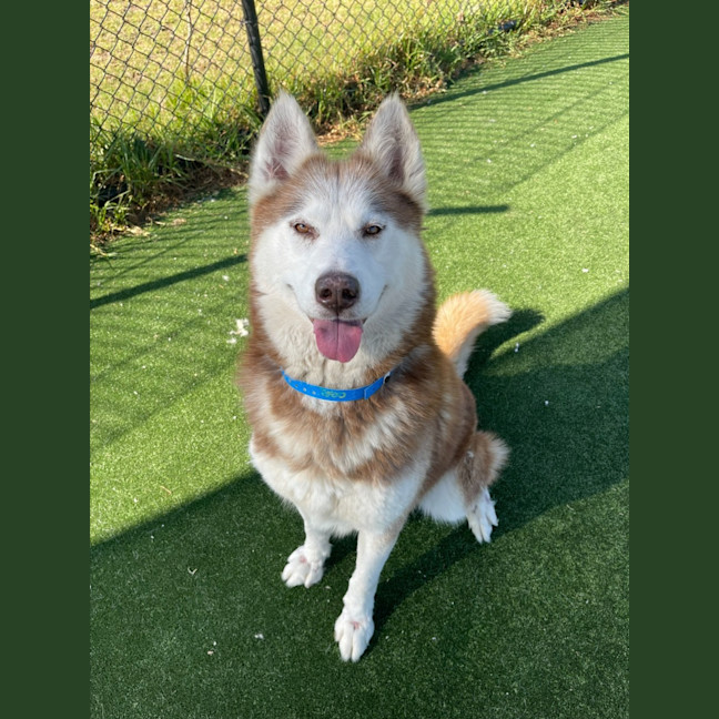 Photo of Prince Imp 1800