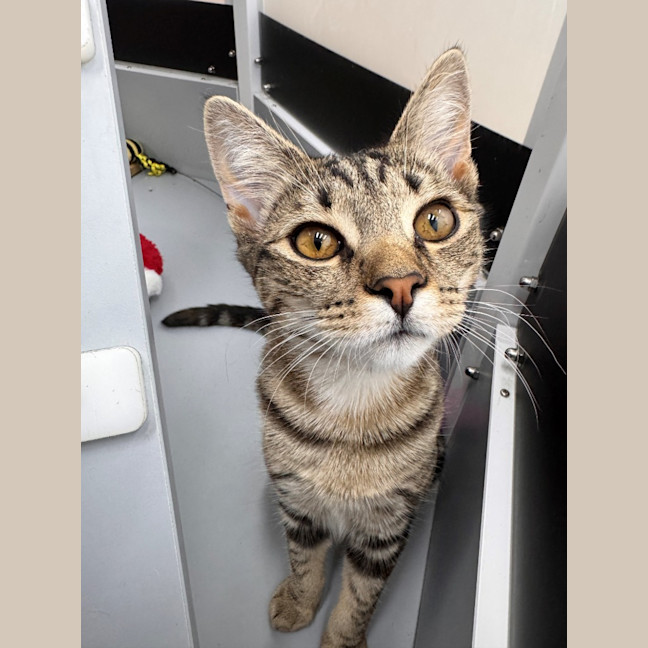 Photo of Lady Maisie