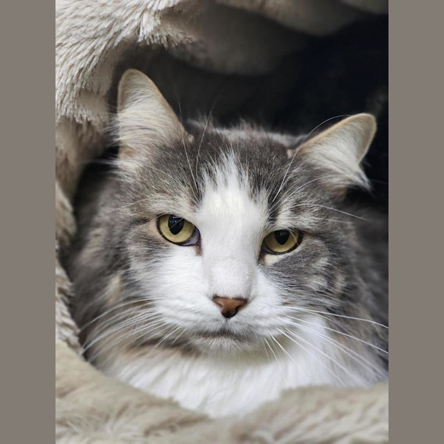 Photo of 🎩 Buddy 7214 🎩