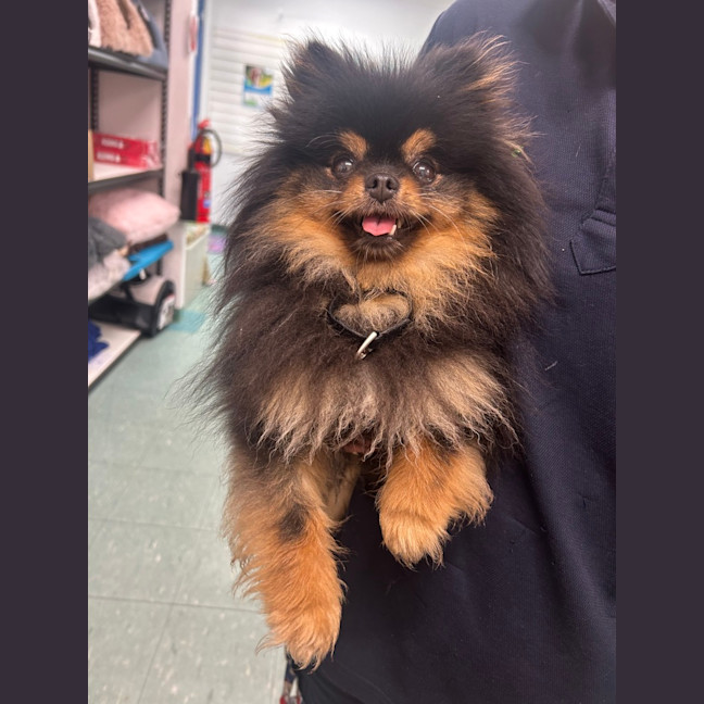 Photo of Prada