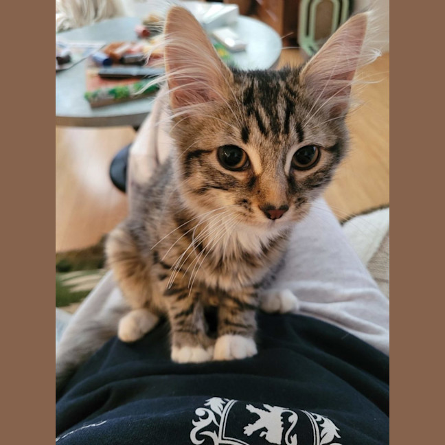 Photo of Tilly Pop