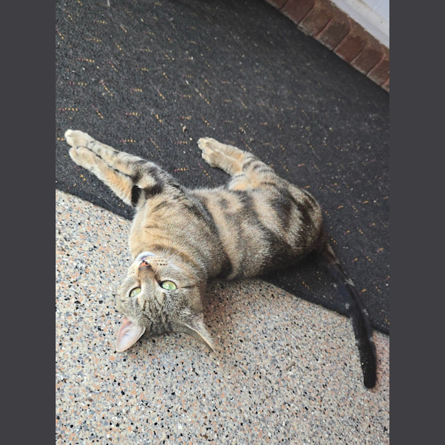 Photo of $100 Xena