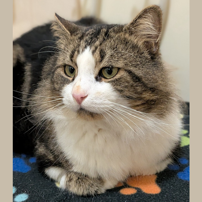 Photo of Cosmo